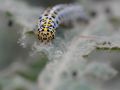 macro