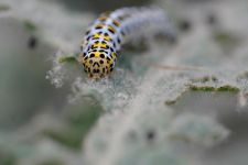 macro