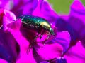 macro