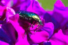 macro