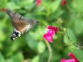 macro