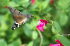macro