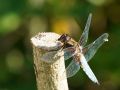 macro