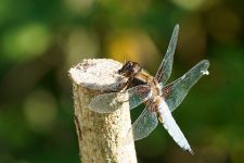 macro