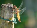 macro