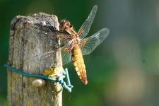 macro