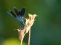 macro