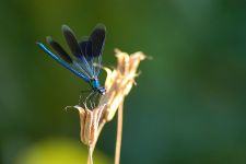 macro