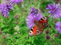macro