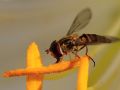 macro