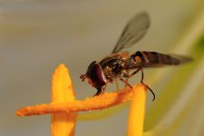 macro