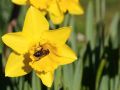 macro