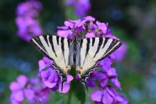 macro