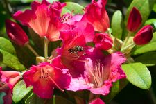 macro