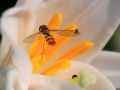 macro