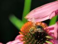 macro