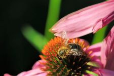 macro