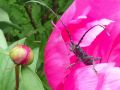 macro