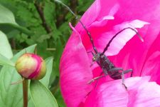 macro